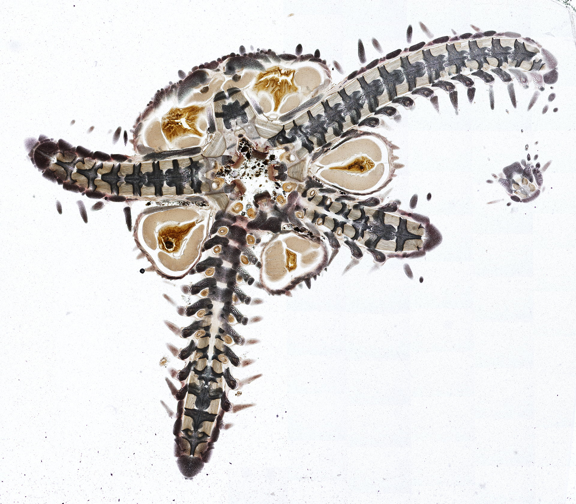Cross section of a brittle star