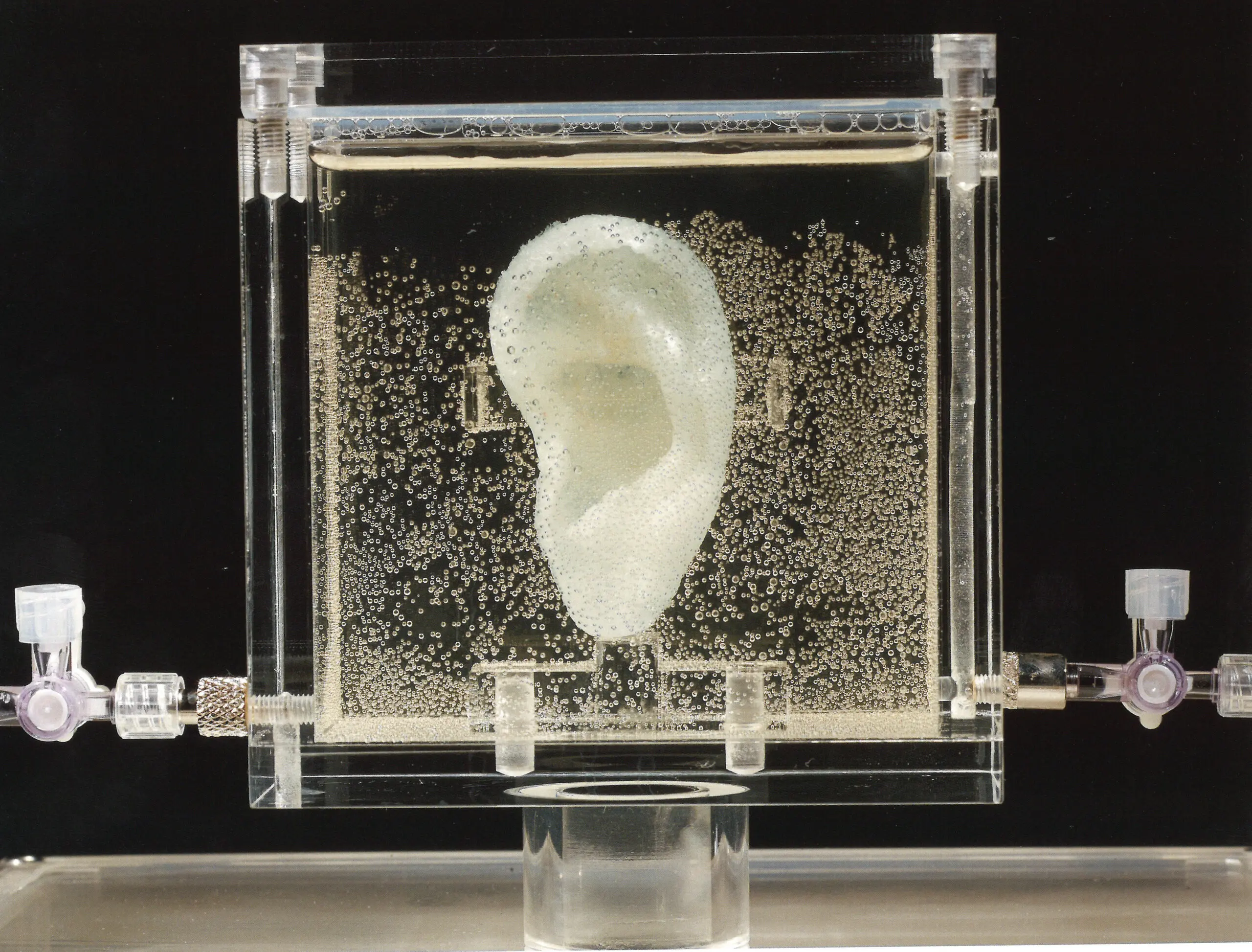 Bio-Art project Van Gogh's Ear